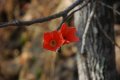 DSC_0032.jpg