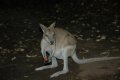 DSC_0384.jpg