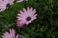 DSC_0084.JPG